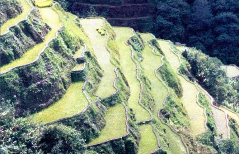 Banaue rice terraces. Luzon